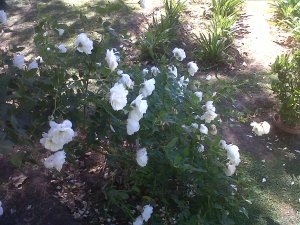 IMG00578-20130414-1315