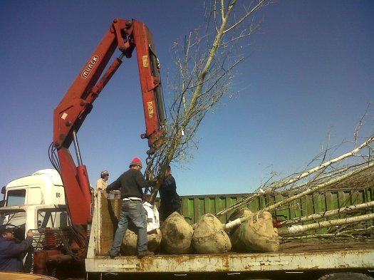 Nuevas grandes plantaciones del 2013