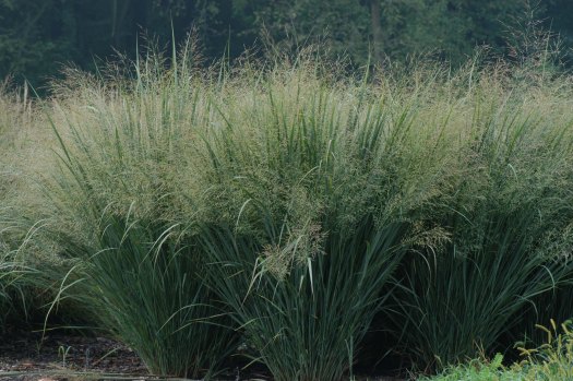 ornimental_switchgrass